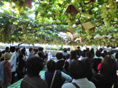 清里高原と勝沼のぶどう園への旅行会